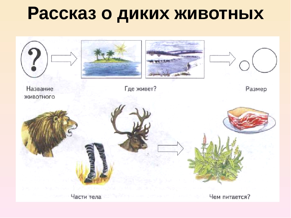 Схема составления рассказа о животном для дошкольников