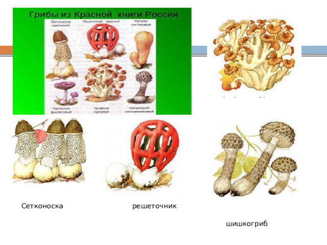 грибы  грифола  грифола курчавая Сетконоска  решеточник  шишкогриб 