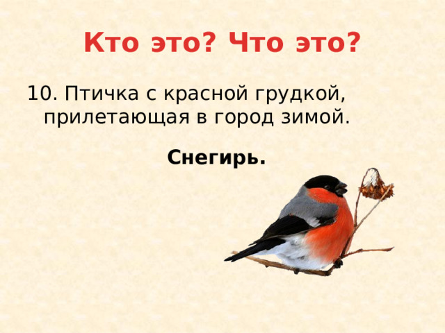 Кто это? Что это? 10. Птичка с красной грудкой, прилетающая в город зимой. Снегирь. 
