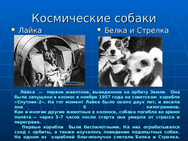 Космические собаки Лайка Белка и Стрелка   Ла́йка — первое животное, выведенное на орбиту Земли. Она была запущена в космос в ноябре 1957 года на советском корабле «Спутник-2». На тот момент Лайке было около двух лет, и весила она 6 килограммов.  Как и многие другие животные в космосе, собака погибла во время полёта — через 5-7 часов после старта она умерла от стресса и перегрева.  Первые корабли были беспилотными. На них отрабатывался сход с орбиты, а также изучалось поведение подопытных собак. На одном из кораблей благополучно слетали Белка и Стрелка.     