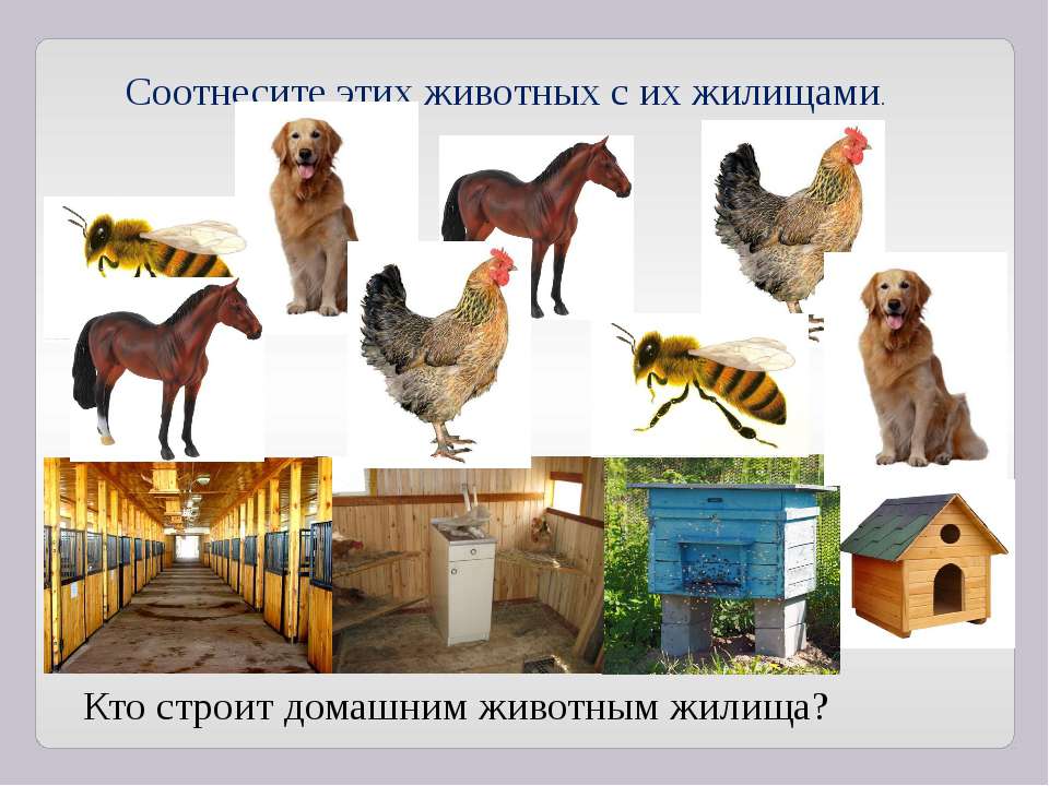 Housing animals. Жилища домашних животных. Где живут домашние животные. Жилища домашних животных для детей. Презентация жилище домашних животных.