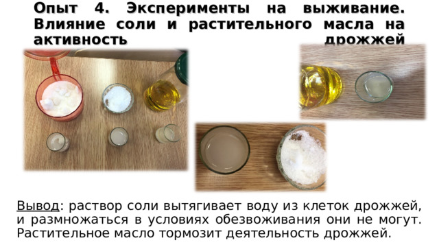 Опыт 4. Эксперименты на выживание. Влияние соли и растительного масла на активность дрожжей         Вывод : раствор соли вытягивает воду из клеток дрожжей, и размножаться в условиях обезвоживания они не могут. Растительное масло тормозит деятельность дрожжей. 