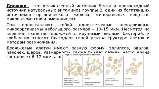 Дрожжи – это великолепный источник белка и превосходный источник натуральных витаминов группы В, один из богатейших источников органического железа, минеральных веществ, микроэлементов и аминокислот. Они представляют собой одноклеточные неподвижные микроорганизмы небольшого размера – 10–15 мкм. Несмотря на внешнее сходство дрожжей с крупными видами бактерий, к грибам их относят благодаря своей ультраструктуре клеток и методам размножения. Дрожжевые клетки имеют разную форму: эллипсов, овалов, палочек, шаров. Размерность также бывает разная: часто длина составляет 6–12 мкм, а ширина 2–8 мкм. 