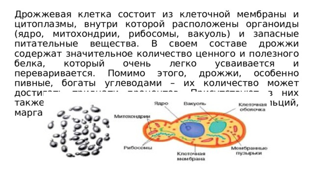Дрожжевая клетка состоит из клеточной мембраны и цитоплазмы, внутри которой расположены органоиды (ядро, митохондрии, рибосомы, вакуоль) и запасные питательные вещества. В своем составе дрожжи содержат значительное количество ценного и полезного белка, который очень легко усваивается и переваривается. Помимо этого, дрожжи, особенно пивные, богаты углеводами – их количество может достигать тридцати процентов. Присутствуют в них также и полезные минералы – магний, цинк, кальций, марганец и железо. 