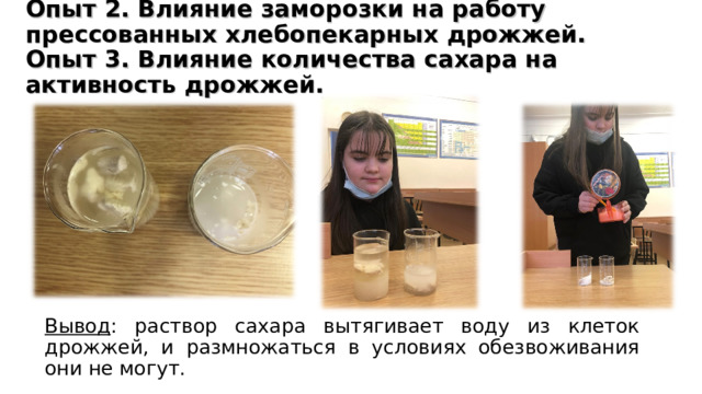   Опыт 2. Влияние заморозки на работу прессованных хлебопекарных дрожжей.  Опыт 3. Влияние количества сахара на активность дрожжей.           Вывод : раствор сахара вытягивает воду из клеток дрожжей, и размножаться в условиях обезвоживания они не могут. 