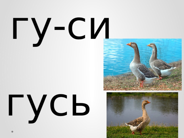 гу-си гусь 