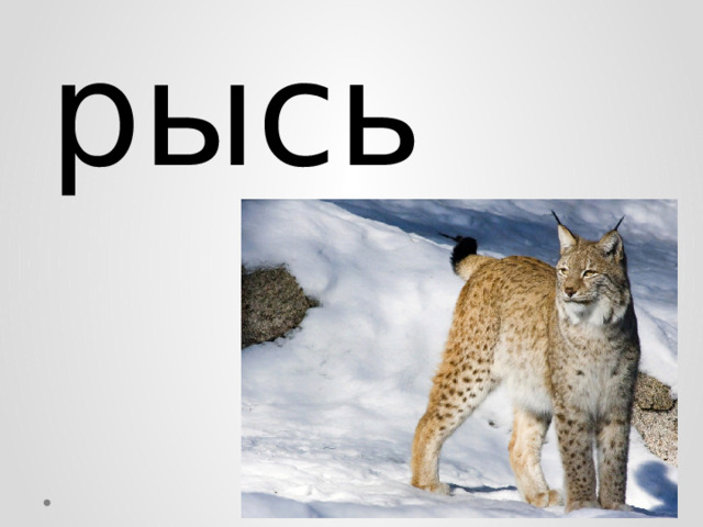 рысь 