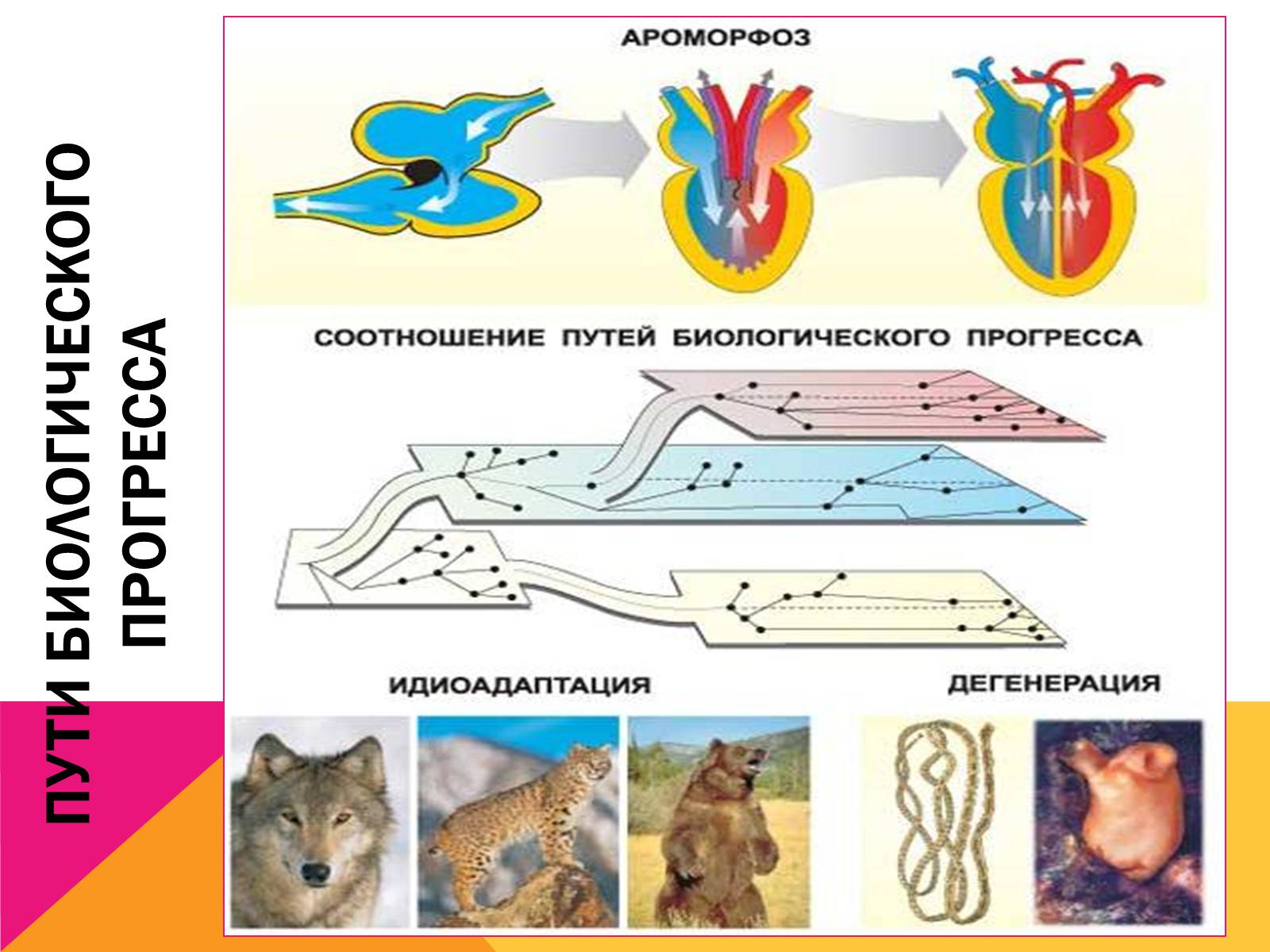 Схема соотношений между ароморфозом идиоадаптацией и дегенерацией