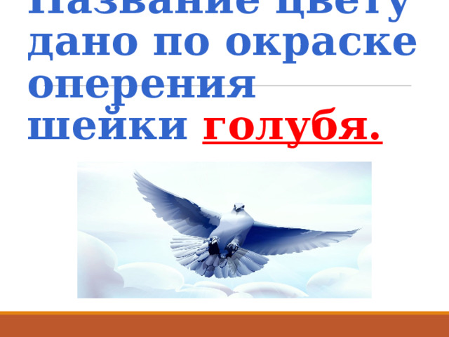 Название цвету дано по окраске оперения шейки голубя. 