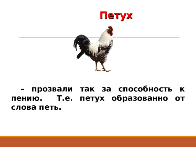 Петух – прозвали так за способность к пению. Т.е. петух образованно от слова петь. 