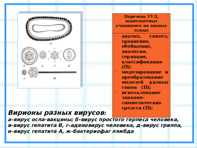 Перечень УУД, выполняемых учащимися на данных этапах анализ, синтез, сравнение, обобщение, аналогия, сериация, классификация (П); моделирование и преобразование моделей разных типов (П); использование знаково-символических средств (П);  Вирионы разных вирусов :  а–вирус оспа-вакцины; б–вирус простого герпеса человека,  в–вирус гепатита В, г–аденовирус человека, д–вирус гриппа,  е–вирус гепатита А, ж–бактериофаг лямбда  