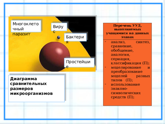 Многоклеточный паразит Вирус Перечень УУД, выполняемых учащимися на данных этапах анализ, синтез, сравнение, обобщение, аналогия, сериация, классификация (П); моделирование и преобразование моделей разных типов (П); использование знаково-символических средств (П); Бактерия Простейшие Диаграмма сравнительных размеров микроорганизмов 