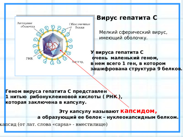 Вирус гепатита C Мелкий сферический вирус, имеющий оболочку. У вируса гепатита С  очень маленький геном, в нем всего 1 ген, в котором зашифрована структура 9 белков. Геном вируса гепатита С представлен 1 нитью рибонуклеиновой кислоты ( РНК ), которая заключена в капсулу. Эту капсулу называют капсидом,  а образующий ее белок - нуклеокапсидным белком.  капсид (от лат. слова « capsa » - вместилище) 