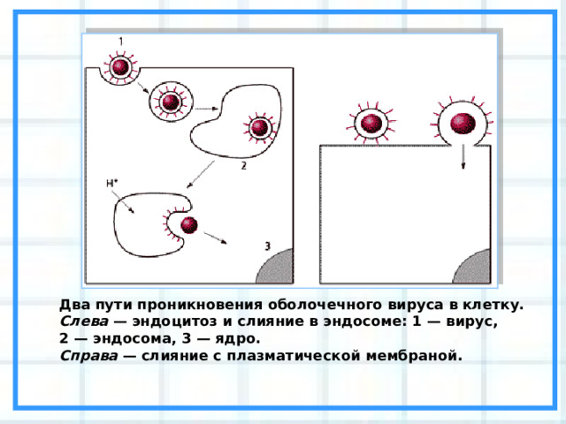 Два пути проникновения оболочечного вируса в клетку.  Слева — эндоцитоз и слияние в эндосоме: 1 — вирус, 2 — эндосома, 3 — ядро.  Справа — слияние с плазматической мембраной. 