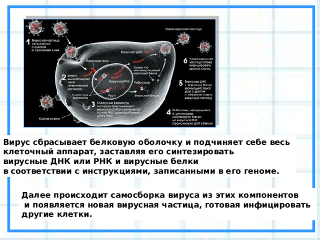 Вирус сбрасывает белковую оболочку и подчиняет себе весь клеточный аппарат, заставляя его синтезировать вирусные ДНК или РНК и вирусные белки в соответствии с инструкциями, записанными в его геноме. Далее происходит самосборка вируса из этих компонентов  и появляется новая вирусная частица, готовая инфицировать другие клетки.  