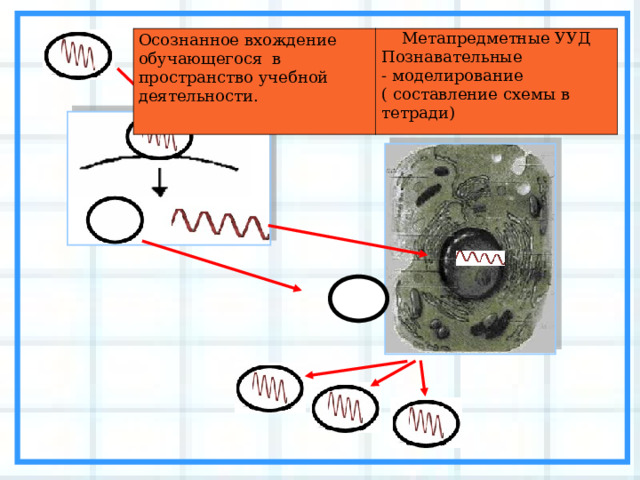 Осознанное вхождение обучающегося в пространство учебной деятельности. Метапредметные УУД Познавательные - моделирование ( составление схемы в тетради) 