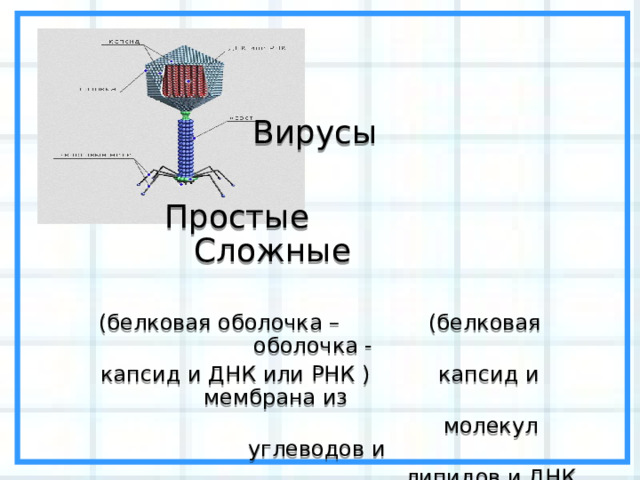 Вирусы   Простые  Сложные   (белковая оболочка – (белковая оболочка - капсид и ДНК или РНК ) капсид и мембрана из  молекул углеводов и  липидов и ДНК или РНК)  вирус гриппа  