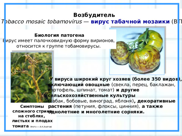 Возбудитель Tobacco mosaic tobamovirus  — вирус табачной мозаики (ВТМ) Биология патогена Вирус имеет палочковидную форму вирионов, относится к группе тобамовирусы.   У вируса широкий круг хозяев (более 350 видов), включающий овощные (свекла, перец, баклажан, картофель, шпинат, томат) и другие сельскохозяйственные культуры (табак, бобовые, виноград, яблоня) , декоративные растения (петуния, флоксы, цинния), а также однолетние и многолетние сорняки. Симптомы сложного стрика на стеблях, листьях и плодах томата  (Фото — А.К.Ахатов) 