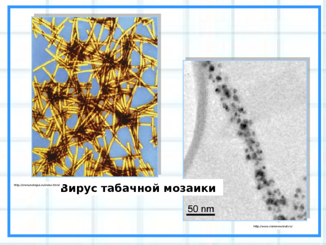 Вирус табачной мозаики http://immunologia.ru/index.html http://www.nanonewsnet.ru/ 