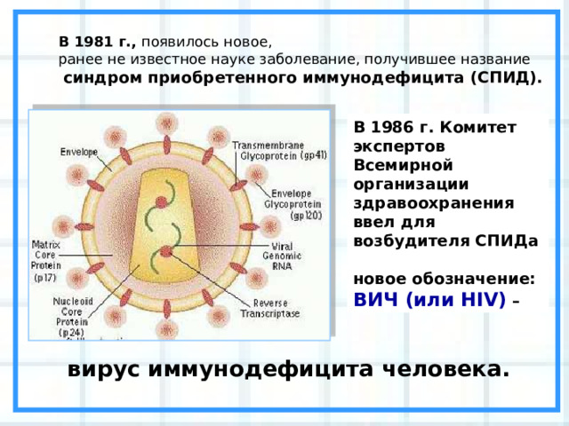 В 1981 г., появилось новое, ранее не известное науке заболевание, получившее название  синдром приобретенного иммунодефицита (СПИД). В 1986 г. Комитет экспертов Всемирной организации здравоохранения ввел для возбудителя СПИДа новое обозначение: ВИЧ (или HIV) – вирус иммунодефицита человека. 