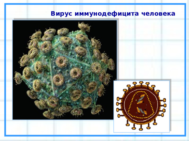   Вирус иммунодефицита человека 