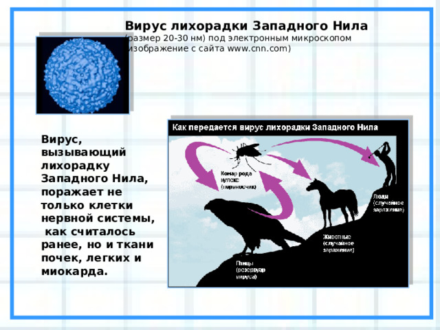 Вирус лихорадки Западного Нила  (размер 20-30 нм) под электронным микроскопом (изображение с сайта www.cnn.com) Вирус, вызывающий лихорадку Западного Нила, поражает не только клетки нервной системы,  как считалось ранее, но и ткани почек, легких и миокарда. 