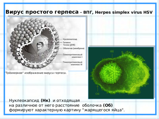 Вирус простого герпеса - ВПГ, Herpes simplex virus HSV  