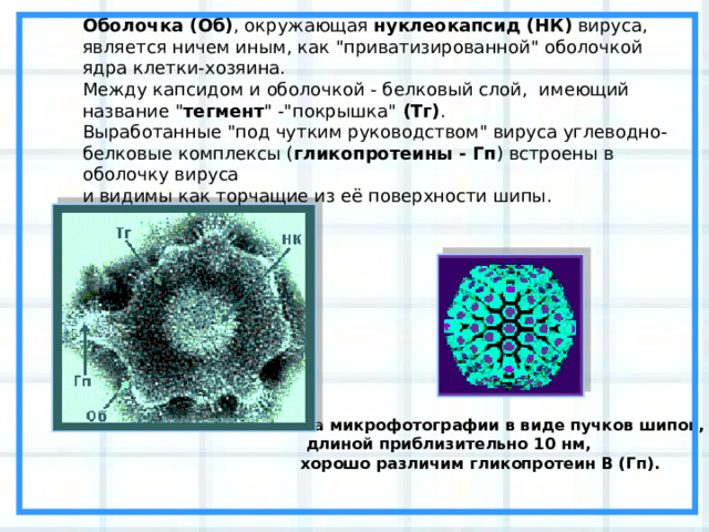 Оболочка (Об) , окружающая нуклеокапсид (НК) вируса, является ничем иным, как 