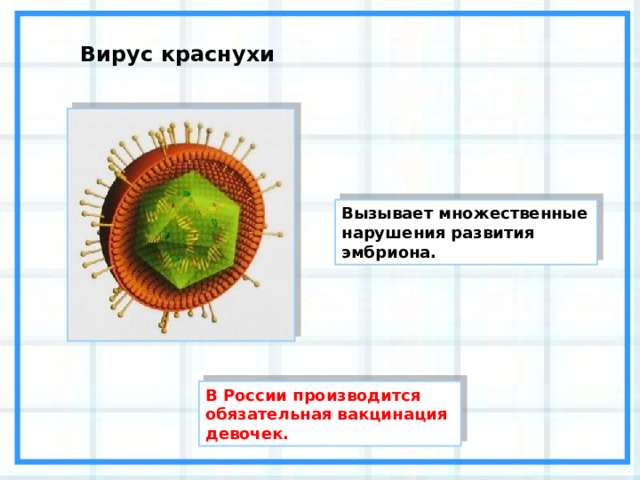 Вирус краснухи Вызывает множественные нарушения развития эмбриона. В России производится обязательная вакцинация девочек. 