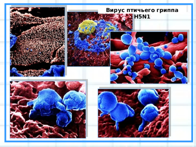 Вирус птичьего гриппа H5N1 