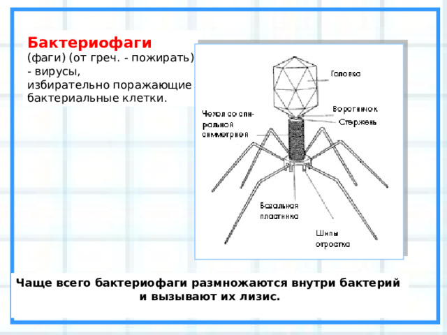 Бактериофаги (фаги) (от греч. - пожирать) - вирусы, избирательно поражающие бактериальные клетки. Чаще всего бактериофаги размножаются внутри бактерий и вызывают их лизис.  