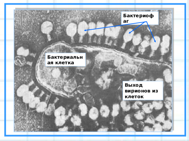 Бактериофаг Бактериальная клетка Выход вирионов из клеток 