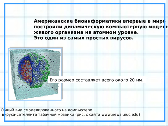 Американские биоинформатики впервые в мире построили динамическую компьютерную модель живого организма на атомном уровне. Это один из самых простых вирусов. Его размер составляет всего около 20 нм. Общий вид смоделированного на компьютере  вируса-сателлита табачной мозаики (рис. с сайта www.news.uiuc.edu) 