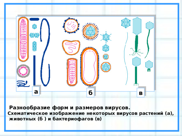 а в б  Разнообразие форм и размеров вирусов. Схематическое изображение некоторых вирусов растений (a),  животных (б ) и бактериофагов (в) 