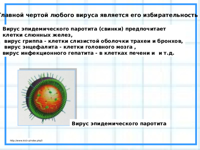 Главной чертой любого вируса является его избирательность Вирус эпидемического паротита (свинки) предпочитает клетки слюнных желез,  вирус гриппа - клетки слизистой оболочки трахеи и бронхов,  вирус энцефалита - клетки головного мозга , вирус инфекционного гепатита - в клетках печени и и т.д. Вирус эпидемического паротита  http://www.kid.ru/index.php3 