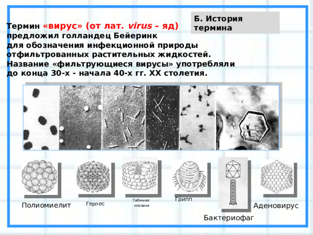 Б. История термина Термин «вирус» (от лат. virus – яд)  предложил голландец Бейеринк для обозначения инфекционной природы отфильтрованных растительных жидкостей. Название «фильтрующиеся вирусы» употребляли до конца 30-х - начала 40-х гг. ХХ столетия. Грипп Табачная мозаика Герпес Аденовирус Полиомиелит Бактериофаг 