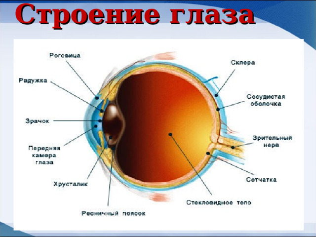 Строение глаза 