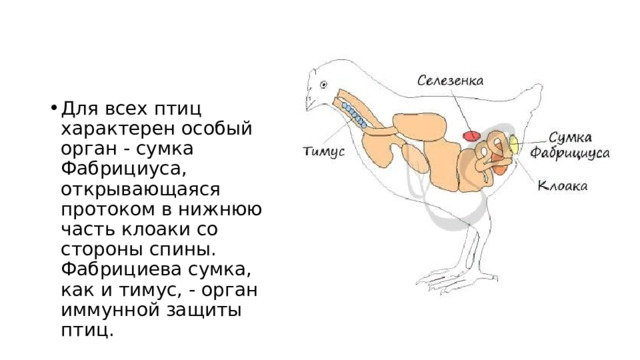 Для всех птиц характерен особый орган - сумка Фабрициуса, открывающаяся протоком в нижнюю часть клоаки со стороны спины. Фабрициева сумка, как и тимус, - орган иммунной защиты птиц. 