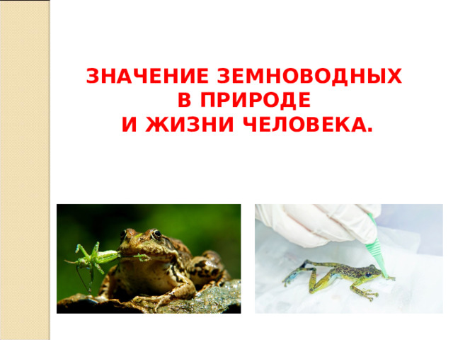 Каково значение земноводных в природе 7 класс. Значение земноводных в природе и жизни человека. Значение земноводных для человека. Значение земноводных в жизни человека. Значение земноводных в природе и для человека.