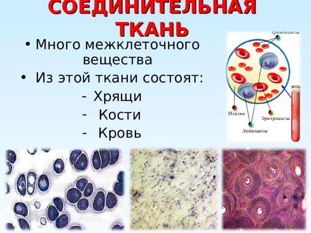 Выберите соединительные ткани