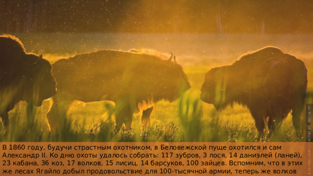 В 1860 году, будучи страстным охотником, в Беловежской пуще охотился и сам Александр II. Ко дню охоты удалось собрать: 117 зубров, 3 лося, 14 даниэлей (ланей), 23 кабана, 36 коз, 17 волков, 15 лисиц, 14 барсуков, 100 зайцев. Вспомним, что в этих же лесах Ягайло добыл продовольствие для 100-тысячной армии, теперь же волков собрали больше, чем лосей и даже даниэлей. тВсе это говорит о том, что количество животных в пуще значительно уменьшилось. 