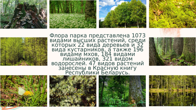 Флора парка представлена 1073 видами высших растений, среди которых 22 вида деревьев и 32 вида кустарников, а также 196 видами мхов, 184 видами лишайников, 321 видом водорослей. 47 видов растений занесены в Красную книгу Республики Беларусь. 