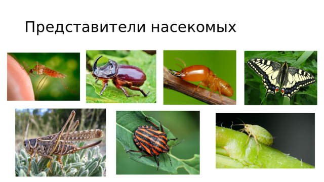 Представители насекомых 