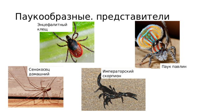 Паукообразные. представители Энцефалитный клещ Паук павлин Сенокосец домашний Императорский скорпион 