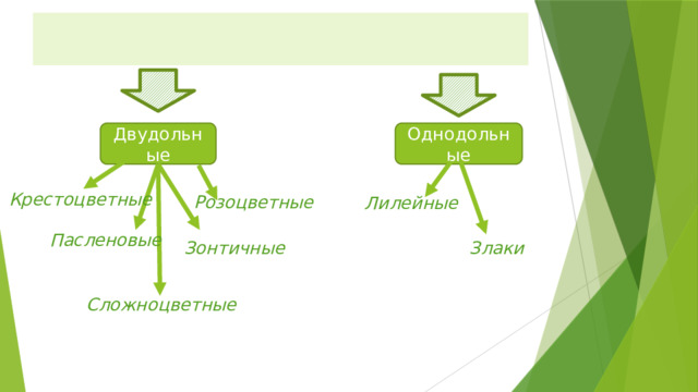 Покрытосеменные Двудольные Однодольные Крестоцветные Розоцветные Лилейные Пасленовые Зонтичные Злаки Сложноцветные 