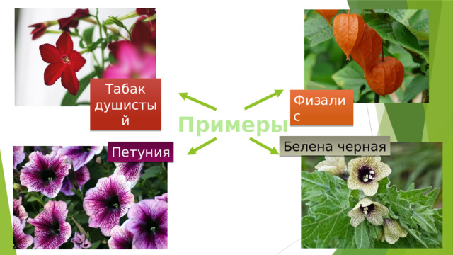 Табак душистый Физалис Примеры Белена черная Петуния 