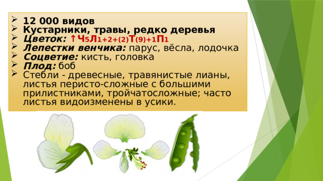 12 000 видов Кустарники, травы, редко деревья Цветок: ↑Ч 5 Л 1+2+(2) Т (9)+1 П 1 Лепестки венчика: парус, вёсла, лодочка Соцветие: кисть, головка Плод: боб Стебли - древесные, травянистые лианы, листья перисто-сложные с большими прилистниками, тройчатосложные; часто листья видоизменены в усики. 