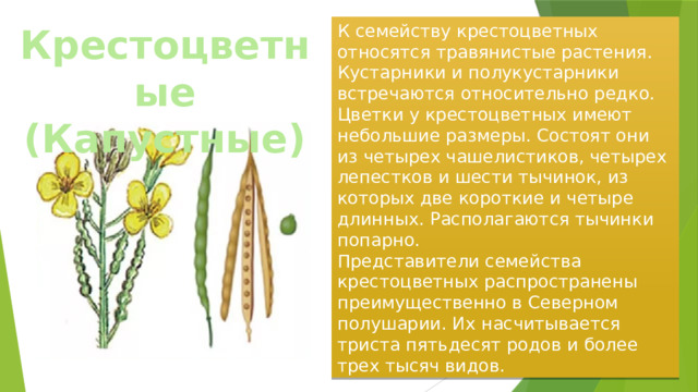 К семейству крестоцветных относятся травянистые растения. Кустарники и полукустарники встречаются относительно редко. Цветки у крестоцветных имеют небольшие размеры. Состоят они из четырех чашелистиков, четырех лепестков и шести тычинок, из которых две короткие и четыре длинных. Располагаются тычинки попарно. Крестоцветные (Капустные) Представители семейства крестоцветных распространены преимущественно в Северном полушарии. Их насчитывается триста пятьдесят родов и более трех тысяч видов. 