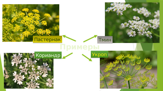 Пастернак Тмин Примеры Укроп Кориандр 