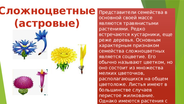 Назови лекарственное растение из семейства сложноцветных. Соцветия растений. - Общие признаки семейства зонтичных. Хозяйственное значение представителей семейства Астровые. Средний рассказ по биологии 7 класс про цветы Сложноцветные.